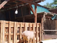 Sheep, Sheep — photo 6