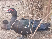 Ducks — foto 5