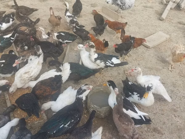 مسكوفي منزلي — أذربيجان