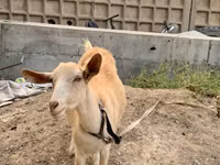 Cabra, Saanen goat — foto 3