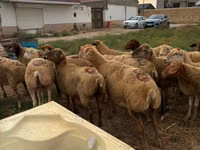 Ovce, Apsheron sheep — foto 2