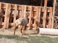 Ram, Rhon sheep — photo 7