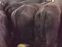 காளை, அபர்டீன் - ஆங்கஸ் — புகைப்படம் 1