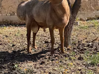 Carnero, Arashan sheep — foto 2
