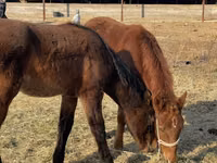 Horse (M), Horses — photo 4