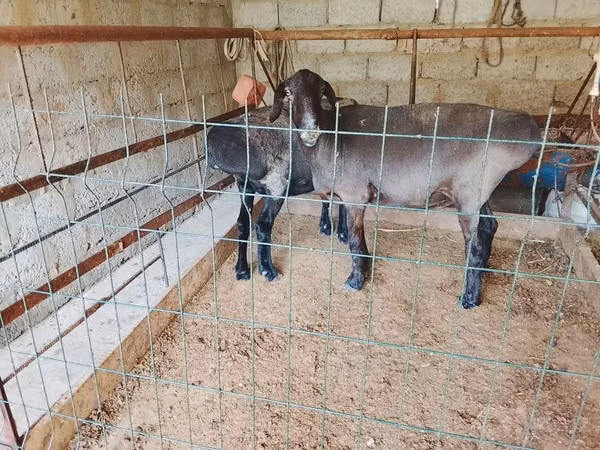 Cabra, Cabras