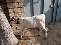 İnek, Simmental cattle — foto 5