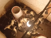 Ducks — Foto 1