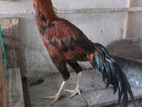 Chickens — zdjęcie 3