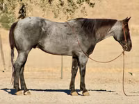 Hengst, Quarter Horse — Foto 1