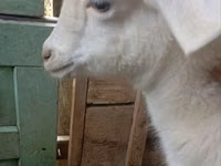 Ziege, Saanen goat — Foto 8