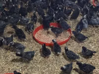 Chickens — foto 2