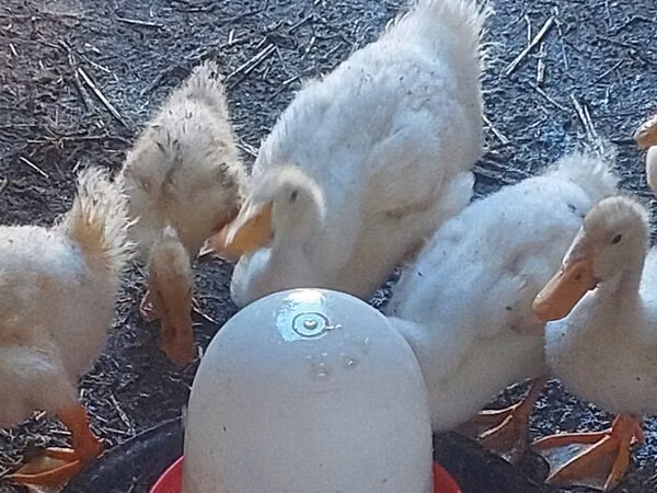 Ducks