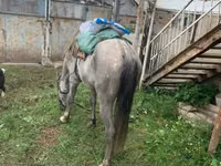 Aygır, Atlar — foto 4