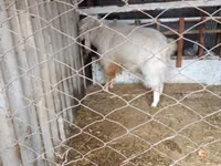 Taka, Russian White goat — 2-rasm