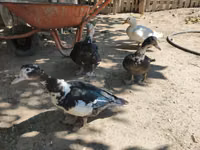 Ducks — الصورة 1