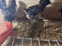 Australian Pit Game fowl — photo 1