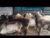 أغنام (دفعة، الجنس غير محدد), Arashan sheep — الصورة 2