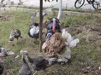 Turkeys — foto 4