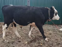 Býk, Russian Black pied cattle — foto 1