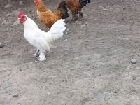Chickens — الصورة 1