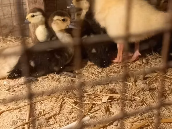 Ducks