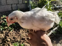 Chickens — foto 1