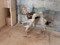 Chickens — zdjęcie 3
