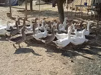 Geese — புகைப்படம் 2