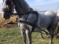 Kobyła, Andalusian horse — zdjęcie 3