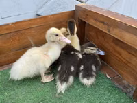 Ducks — Foto 3