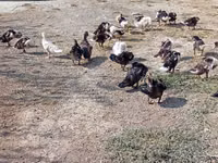 Ducks — Foto 4