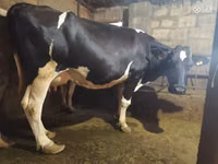 İnek, Holstein ırkı — foto 3