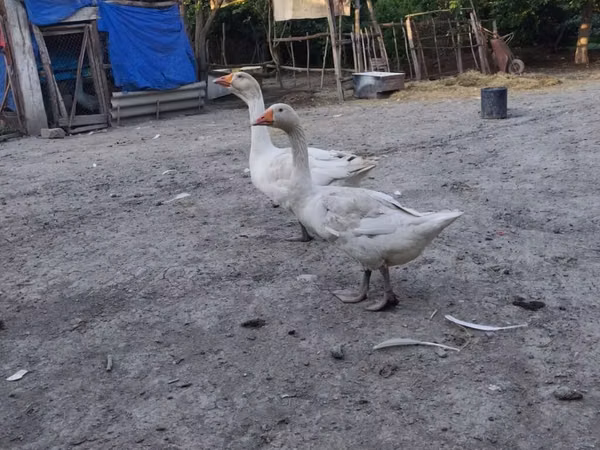 Geese — Azerbejdżan
