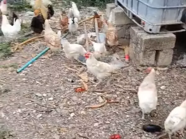Chickens — Ozarbayjon