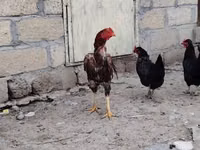 Chickens — الصورة 3