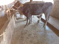 雌牛, Russian Black pied cattle — 写真 3
