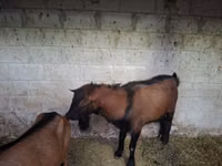 Kozioł, Italian Alpine goat — zdjęcie 1