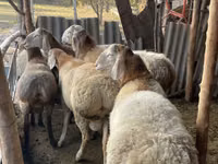 公羊, Arashan sheep — 照片 3