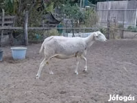 Ovce, Lacaune sheep — foto 3