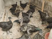 Chickens — zdjęcie 5