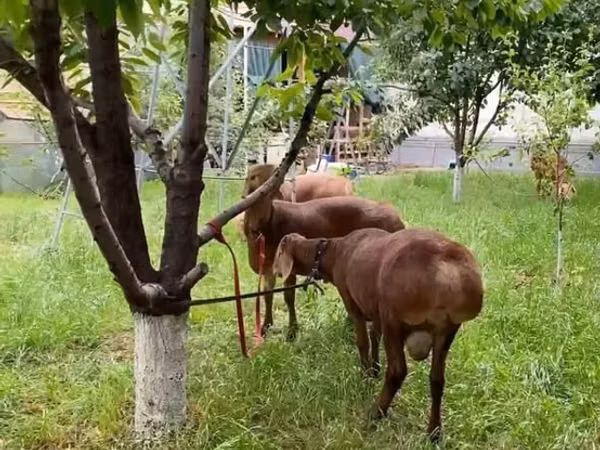 Qoç, Qoyunlar