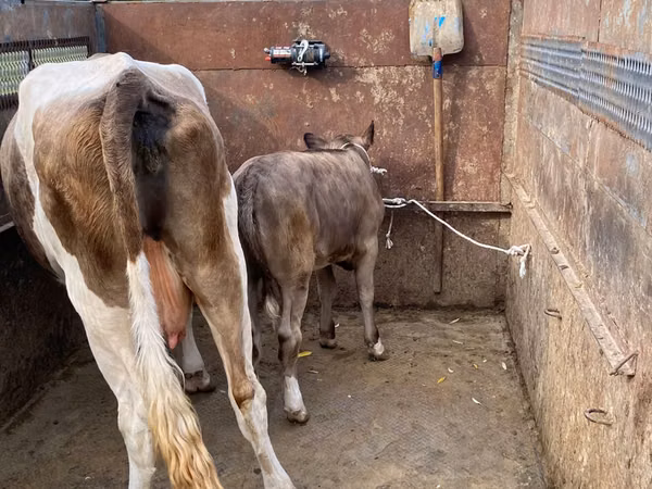 雄牛, Simmental cattle