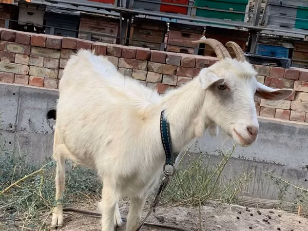 Cabra, Saanen goat