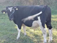 Buğa, Russian Black pied cattle — foto 1
