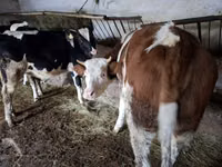 Krava, Simmental cattle — foto 1