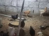 Australorp — photo 1