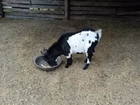 ஆண் வெள்ளாடு, Nigerian dwarf goats — புகைப்படம் 4