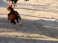 Chickens — Foto 6