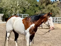 雄馬, American paint horse — 写真 3